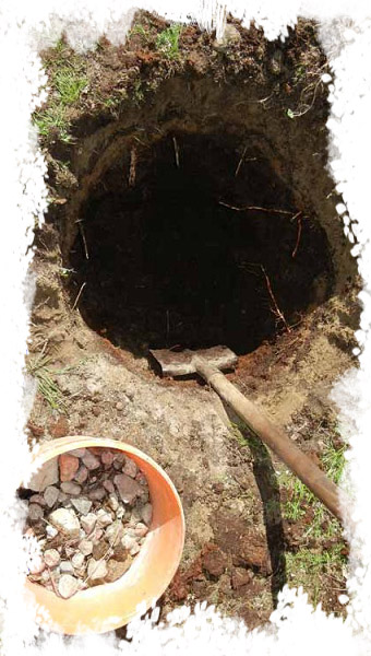 Коли краще купляти та висаджувати саджанці плодових дерев