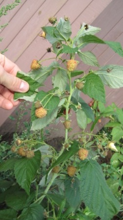 Саджанці малини Полана, зелені ягоди