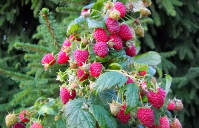 Саджанці малини Полана