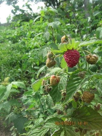 Малина ПОЛЯНА - 1-й рік вирощування