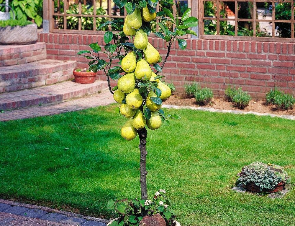 Груша колоновидна