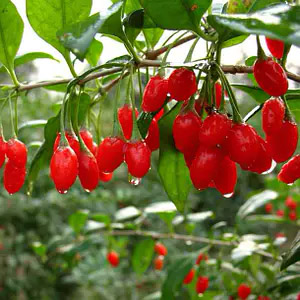 Годжі, дереза звичайна