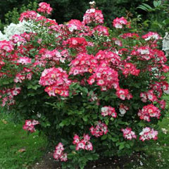 Троянди мускусні