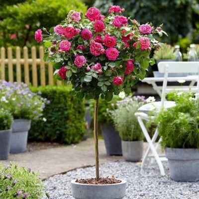 Троянди на штамбі