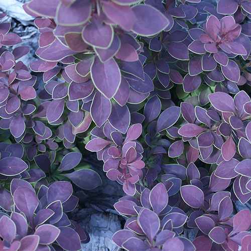 Барбарис декоративний