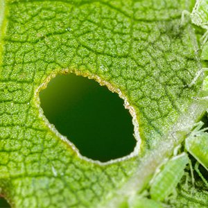 Інсектициди