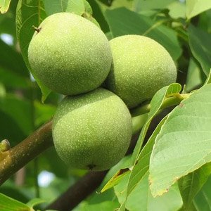 Горіх волоський