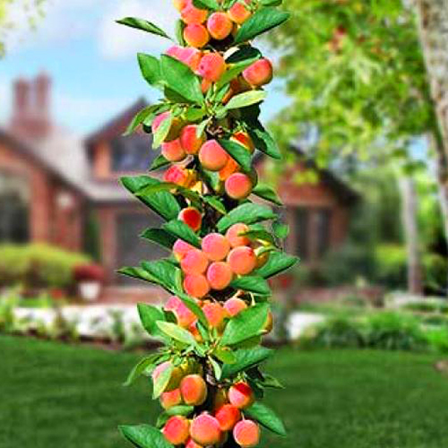 Абрикос колоновидний