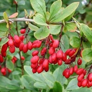 Барбарис їстівний