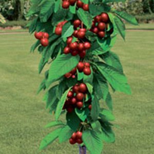 Черешня колоновидна