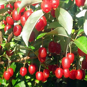 Гумі (Гуммі)