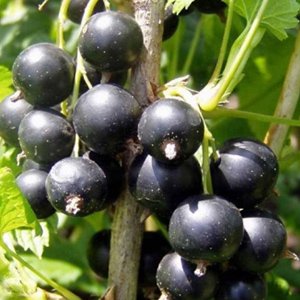 Смородина чорна