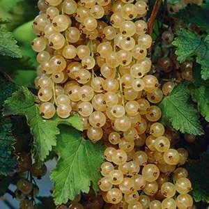 Смородина біла