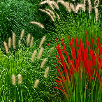 Декоративні трави