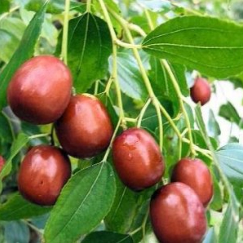 Унабі (Зізіфус)