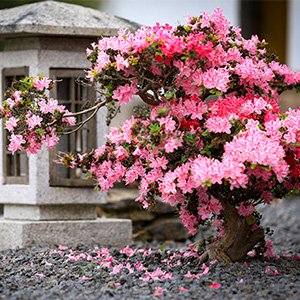 Рододендрони та азалії