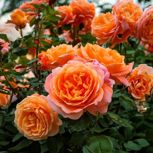 Троянди канадські