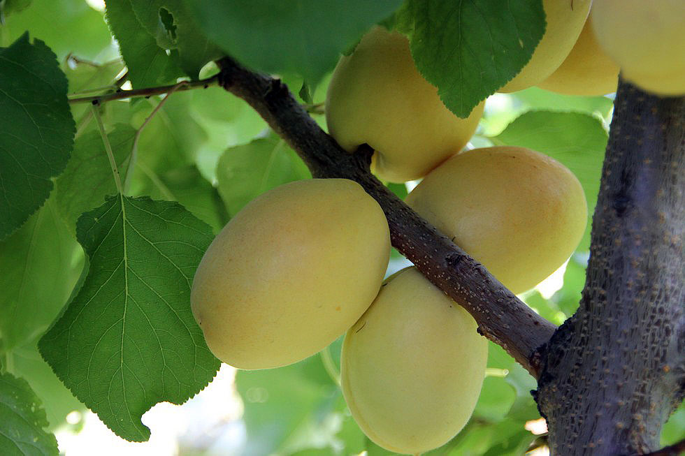 Абрикос Шалах (Ананасний)