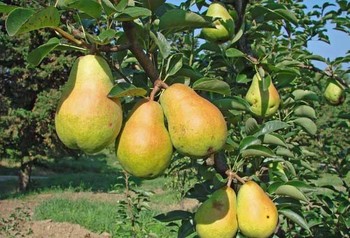 Груша Карола