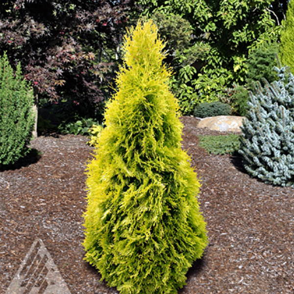 Туя Западная Голден Смарагд
