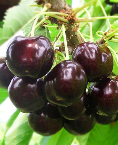 Вишня Чернокорка