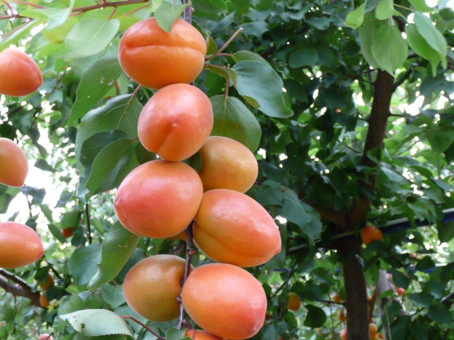 Абрикос Спринг Блаш