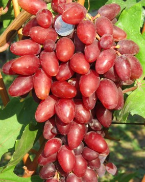 Виноград Марселло