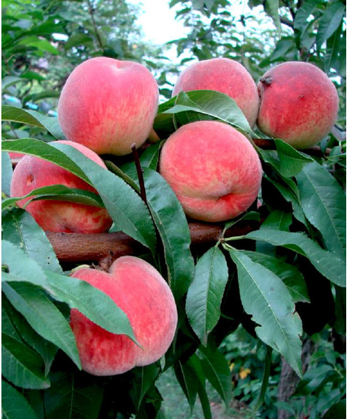 Персик Киевский ранний, Kievskiy ranniy