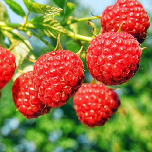 Малина Октавия