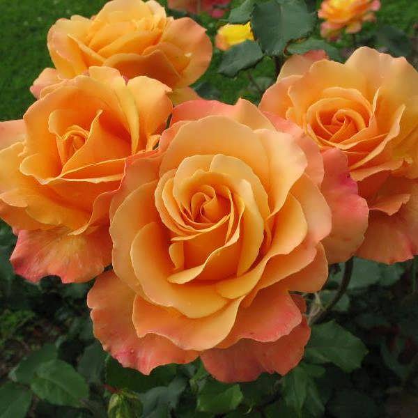 Роза Миракл