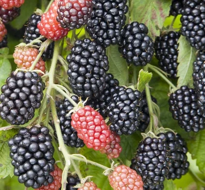 Ежевика сорт Небеса могут ждать (Heaven Can Wait)