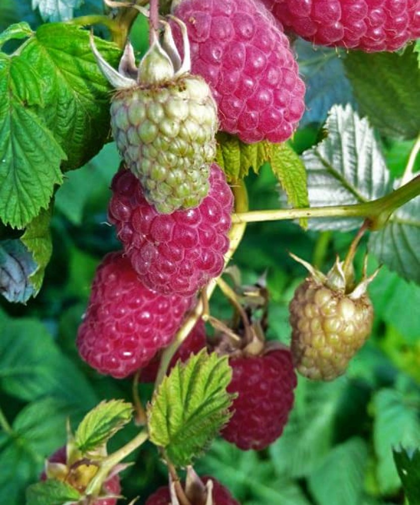 малина Зюгана