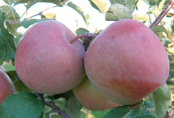 Тоширо Фуджи