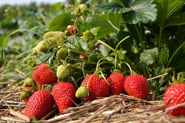 Клубника Сан Андреас