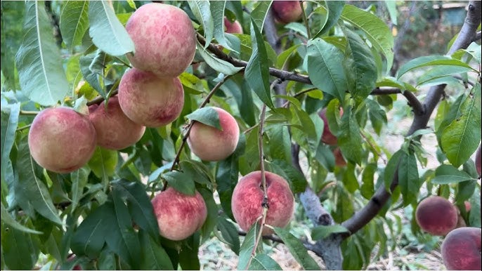 Персик Фламінго (Flamingo)