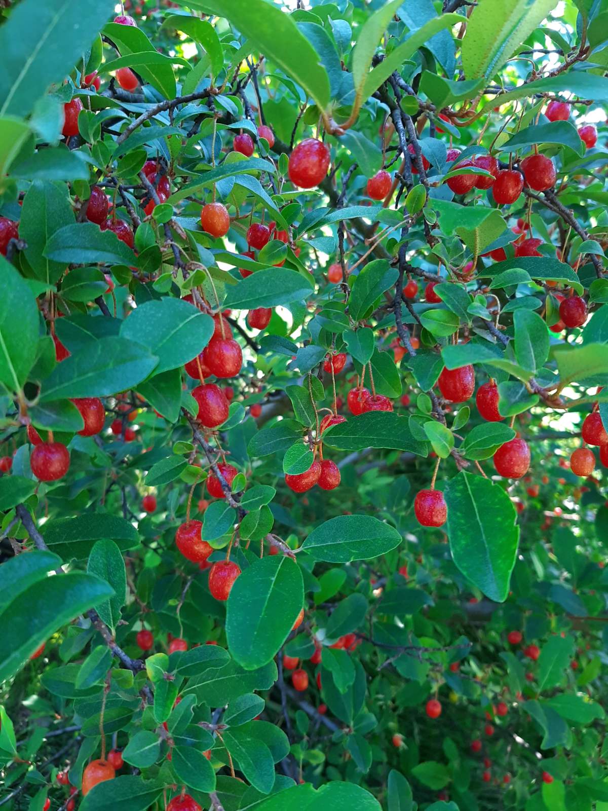 Гуми Монерон