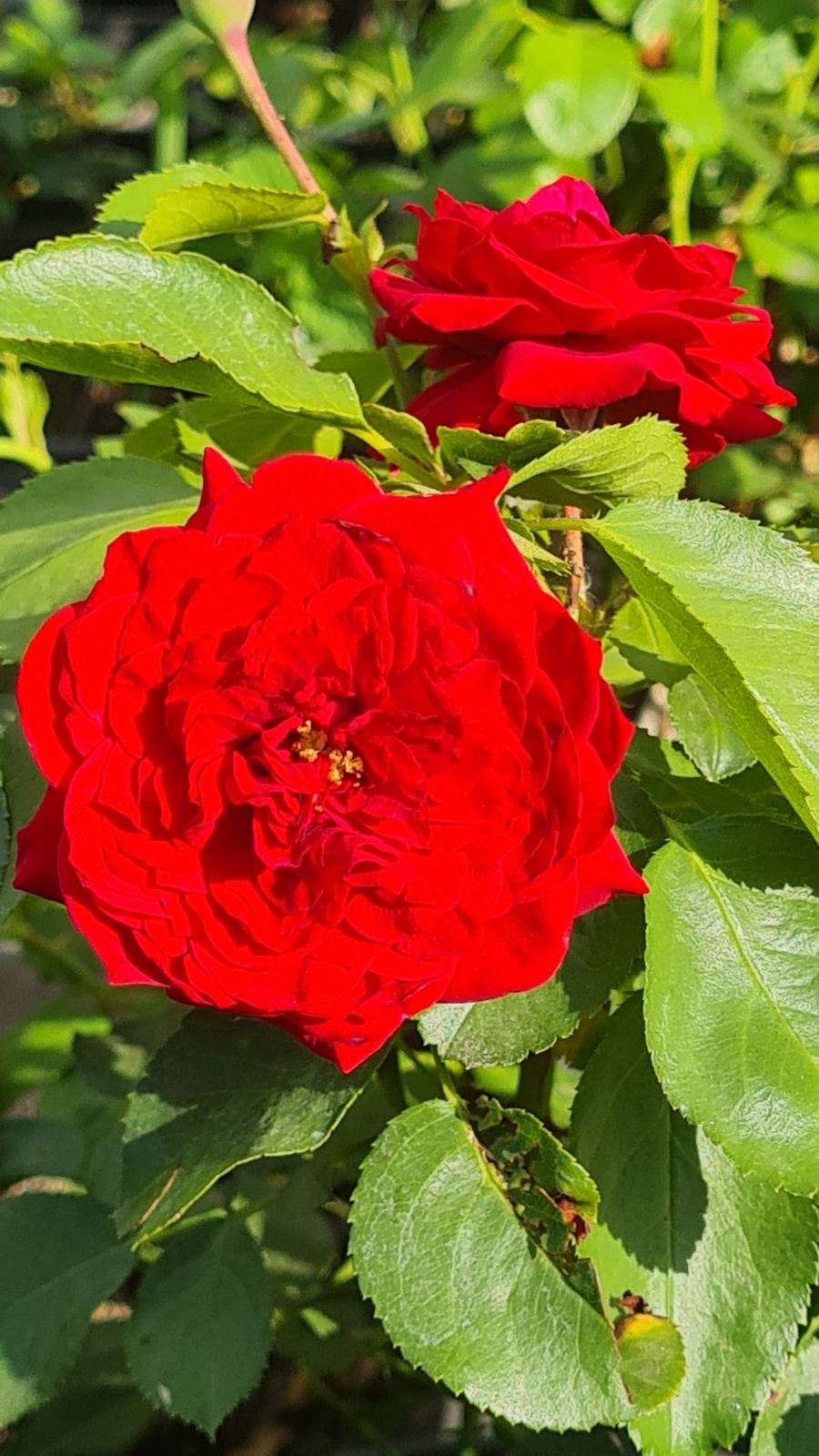 Роза миниатюрная Карина