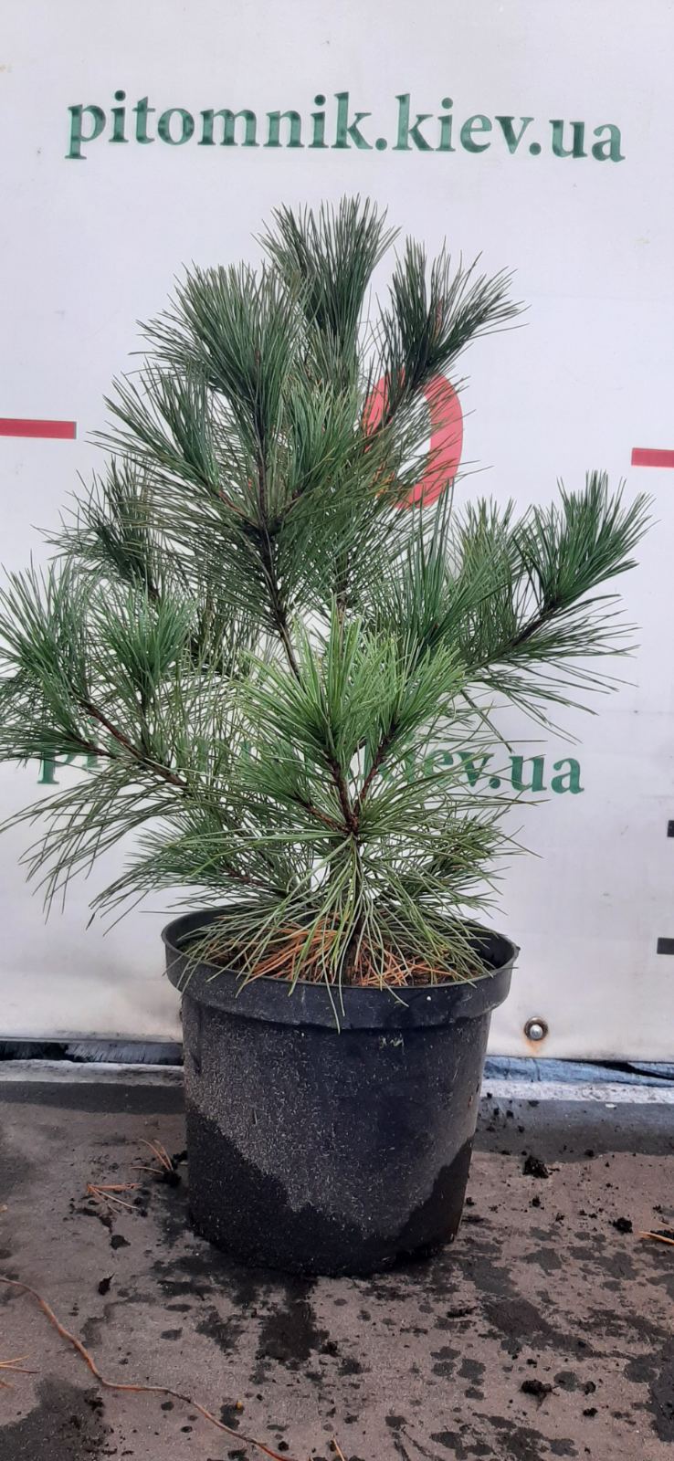 Кедр корейський (сосна кедровая корейськая)
