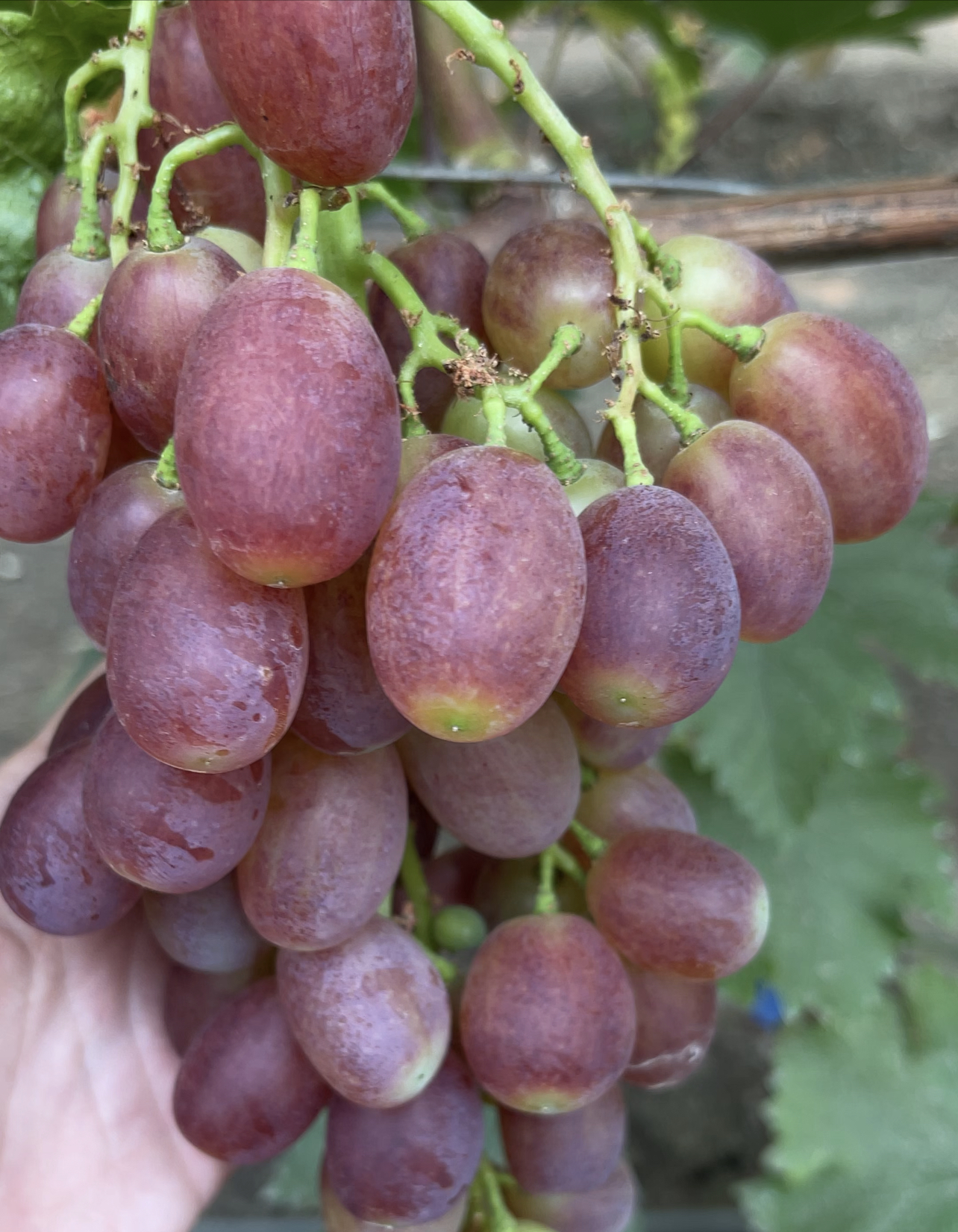 Виноград Ямайка