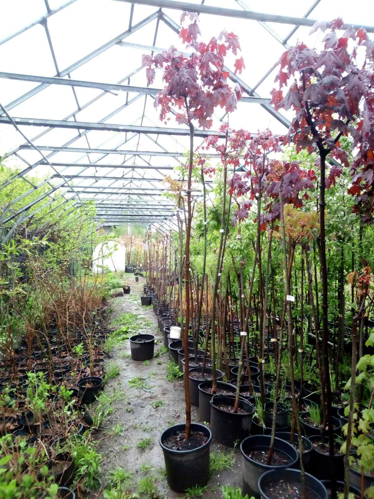 Клен красный Роял Ред, штамб 2 м.