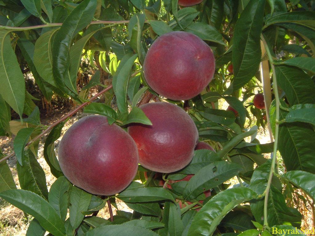 Персик Роял Джим (Royal Jim)