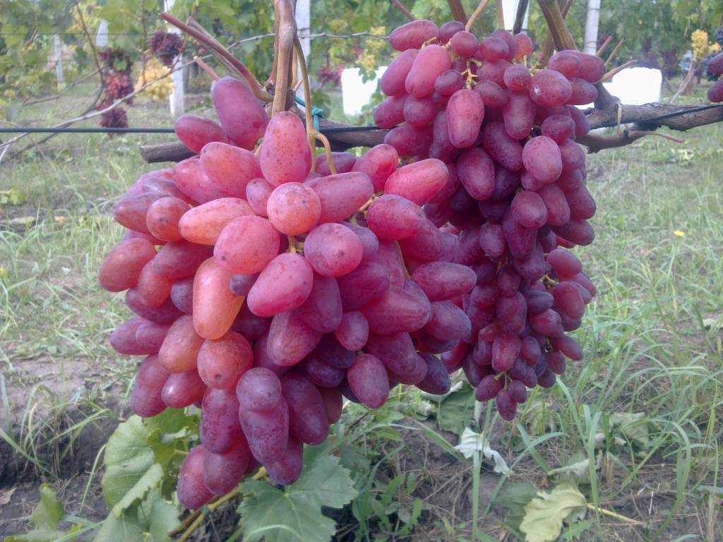 Виноград Жар птица