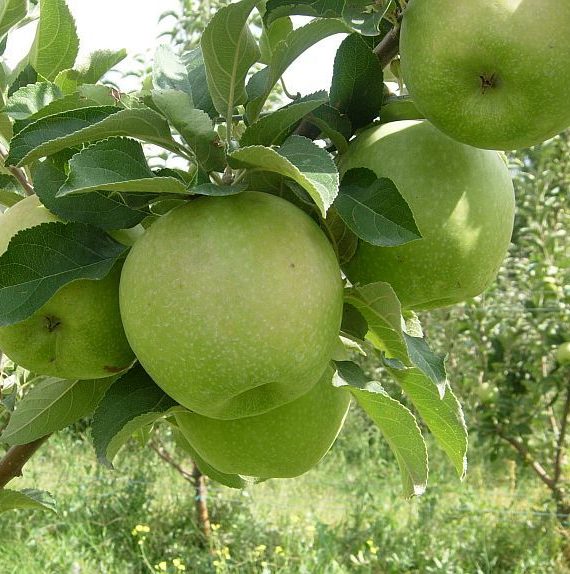 Яблоня Гренни Смит