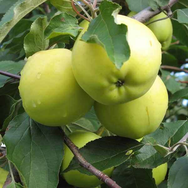 Яблоня Снежный Кальвиль