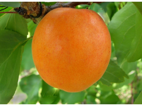 Нет заданного изображения