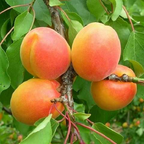 Абрикос Джумбо Кот (Jumbo Cot)