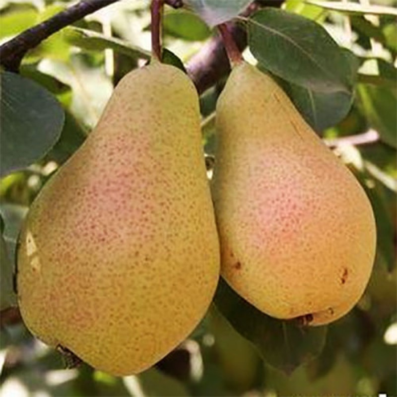 Груша Георгиевская ранняя