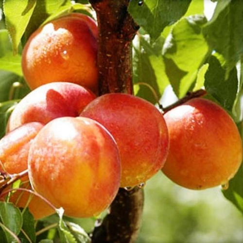 Абрикос Крупноплодный Дуки