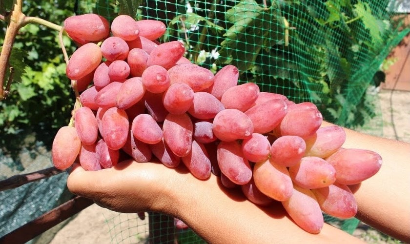 Виноград Ескалібур