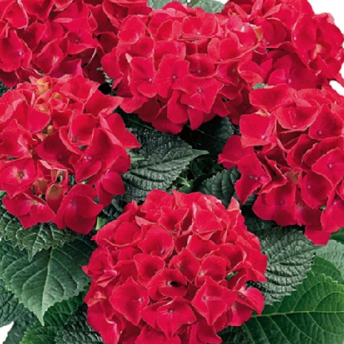 Гортензія крупнолистова Хот Ред (Hydrangea macrophylla Hot Red)
